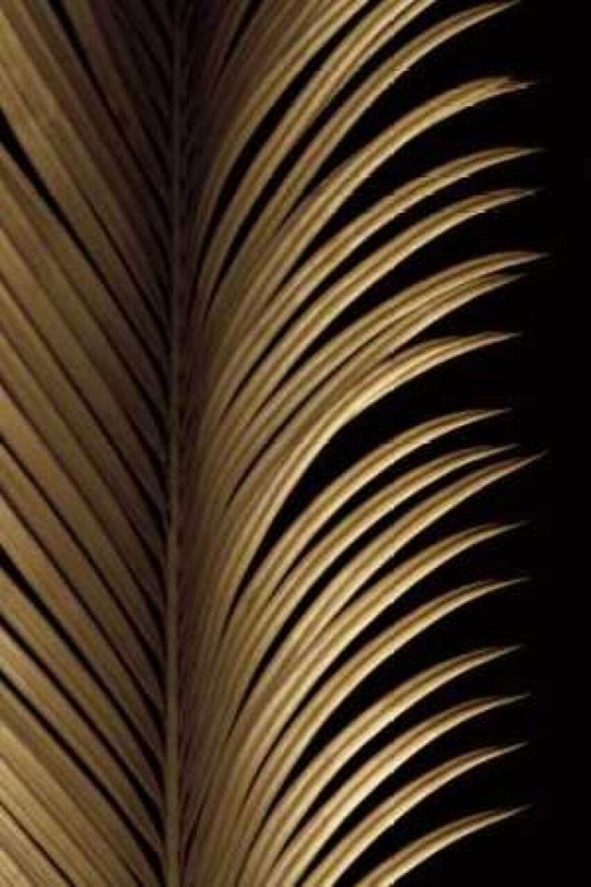 Tropical Leaf Study I Poster Print by Andrew Levine - Item # VARPDXLAP209